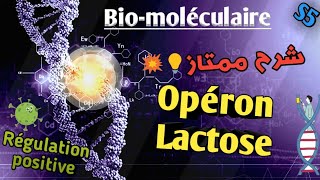 Biologie moléculaire en Arabe Opéron Lactose en Arabe SVI S5 [upl. by Waterer]