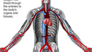 How Blood Flows through the Body Animation  Circulatory System Video [upl. by Werdna476]