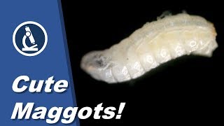 🔬 062  How to look at live MAGGOTS under the microscope  Citizen Science amateur science project [upl. by Block394]