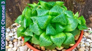 10 Variedades hermosas de Haworthia [upl. by Enaamuj]