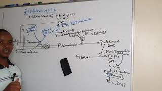 Fibrinolysis  Haemostasis [upl. by Kessia]