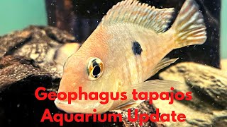 Geophagus Tapajos Aquarium Update [upl. by Sebastiano]