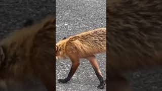 Fox trot fox foxontherun thesweet at Great Swamp National Refuge [upl. by Ardnekat]