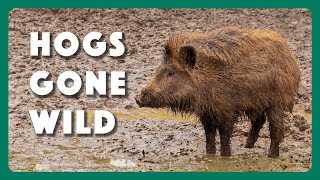 Hogs Wild Fighting the Feral Pig Problem [upl. by Pratt]