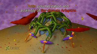 Clathrincoated carrier biogenesis at the transGolgi networks [upl. by Aiynot82]