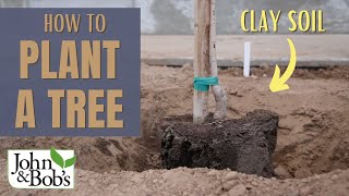 How To Plant A Tree In Clay Soil amp Hard Soil  Street Tree Planting [upl. by Eelta718]