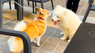 Corgi Plays with Samoyedo 🐶 [upl. by Bromley730]