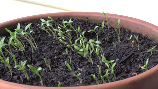 How to Grow Cilantro  Coriander From Seed 5 Steps [upl. by Alderson877]