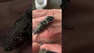 The Eyed Elator Alaus oculatus a large click beetle found in the NE US entomology insect nature [upl. by Maroney]