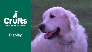 Southern Golden Retriever Display Team  Crufts 2022 [upl. by Friedly718]