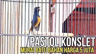 STOK MURAI BATU BAHAN MEWAH ❗OXIVOICE VITAMIN BURUNG [upl. by Ahseinet]