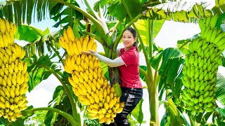 Harvesting Giant Yellow BANANA goes to market sell  Growing Fruit Trees and Cooking  Daily Life [upl. by Eenehs]