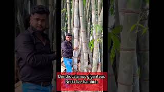 Beautiful Dendrocalamus giganteus bamboo Neria live bamboo call me 7002791693 [upl. by Ahsata]