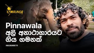 VisitSriLanka A Trip to Pinnawala Elephant Orphanage  Lasith Malinga [upl. by Eirene743]