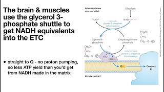 Bring on the NAD Lactate fermentation Cori Cycle amp NADH shuttles malateaspartate amp glycerol3P [upl. by Nired]