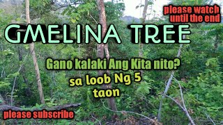 GMELINA PLANTING gmelina tree business every 5 years you can harvest and make money [upl. by Tterrab]