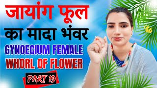 जायांग फूल का मादा भंवर  Gynoecium Female whorl of flower  Part 19  Mujahida Parveen Saifi [upl. by Eninaj]