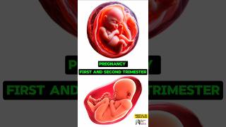 Pregnancy First and Second Trimester media animation 3d short BiologywithAliya [upl. by Gilbye396]