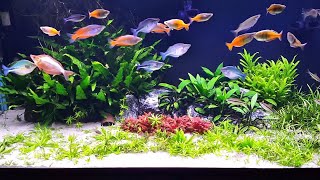 No Fertilizer No co2 Just sand substrate Planted Aquarium [upl. by Popelka441]