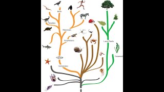 BIOS 150 Introduction ton the Tree of Life Phylogeny ch 26 1 part 2 [upl. by Ymmak478]