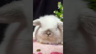 🐇 Cuteness Overload Meet My Adorable Lop Eared Rabbit Pet 🐰 Rabbit Care Tips amp Tricks 🌟 [upl. by Irihs350]