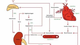 Using Aldosterone Antagonists to manage heart failure [upl. by Stila]