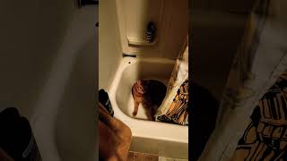 Freddys Big Fear catdad cat purrfectlyadorable funnycat short trending shower [upl. by Ailen]