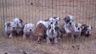 Dog pile English Bulldog puppies sleeping [upl. by Ahsiener]