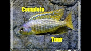 685 Gallons of Cichlids and Tropical FishPlus a Tank Youve Never Seen of Mine [upl. by Carny955]