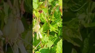 Female Hairyfooted Flower Bee visiting comfrey flowers [upl. by Nyre583]