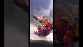 peacock mantis destroys crayfish prey [upl. by Auqinahc]