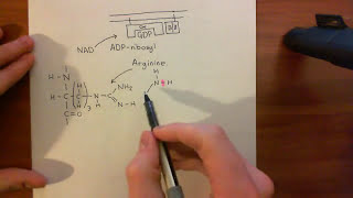 Cholera Toxin and Pertussis Toxin Part 6 [upl. by Adanar914]