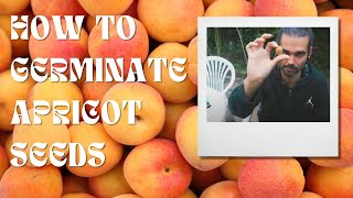 How To Germinate Apricot Seeds  Tutorial With Results  Garden Vlog 2 [upl. by Alford]