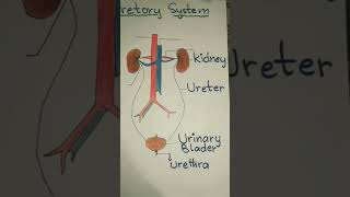 Human Excretory system biology anatomy diagram art kidney health [upl. by Lladnik733]