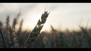 ADM’s Regenerative Agriculture Program on Home Farm in Staffordshire UK [upl. by Leventis]