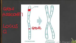 La regolazione genica nei procarioti  operone lac e trp [upl. by Nylireg]