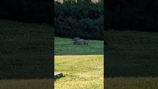 Marmots were resting 05312024 1 Shorts Animal Nature [upl. by Abie345]