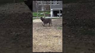 Donkey Run to Shrek Music  Hilarious Donkey Moments 😂 [upl. by Zealand730]