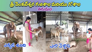 Tirumala Elephant shed  Tirumala Goshala Tirumala Tirupathi  Svr Creative vlogs [upl. by Michaele]