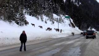 Endangered Mountain Caribou Last Herd [upl. by Atnas466]