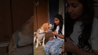 Malayalam funny beagle puppy beagle comedy viralvideo trending shortsfeed funny [upl. by Bride403]