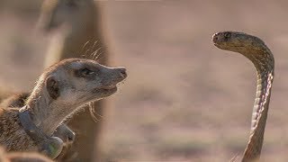 Meerkat Family Surrounds Cobra What Happens Next  BBC Earth [upl. by Corb715]