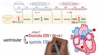 المحاضرة 5 شرح Physiology Lecture  5  CVS  5  Cardiac Cycle  part 2 [upl. by Ainig]