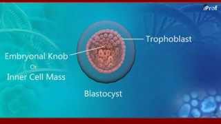 Embryonic development of human [upl. by Sig]