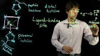 Topic 66  The myoglobin binding site [upl. by Cates]