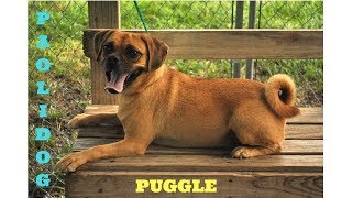 PUGGLE TOP 10 INTERESTING FACTS [upl. by Anytsirk508]