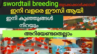 swordtail fish breeding easy full videoswordtailbreeding in malayalammalayalamfarm [upl. by Aloke]