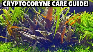 Cryptocoryne Care Guide  Best Low Tech Plant [upl. by Auqinom]