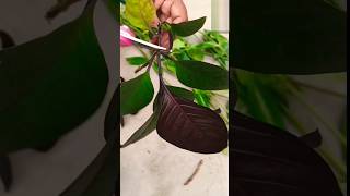 Growing from cutting and reporting of Graptophyllm pictumgardening viralvideos trail ytshorts [upl. by Annat316]