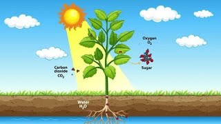 process of photosynthesis Biologyphotosynthesisbiology [upl. by Ladnek]